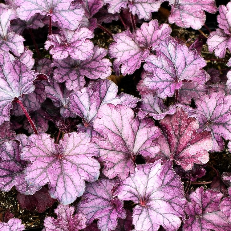 Purpurglöckchen 'Forever Purple' (Heuchera x cult.)