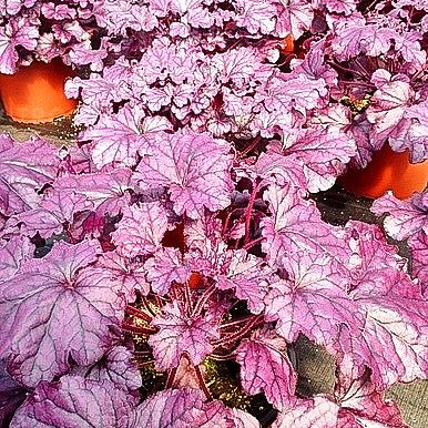 Purpurglöckchen 'Forever Purple' (Heuchera x cult.)
