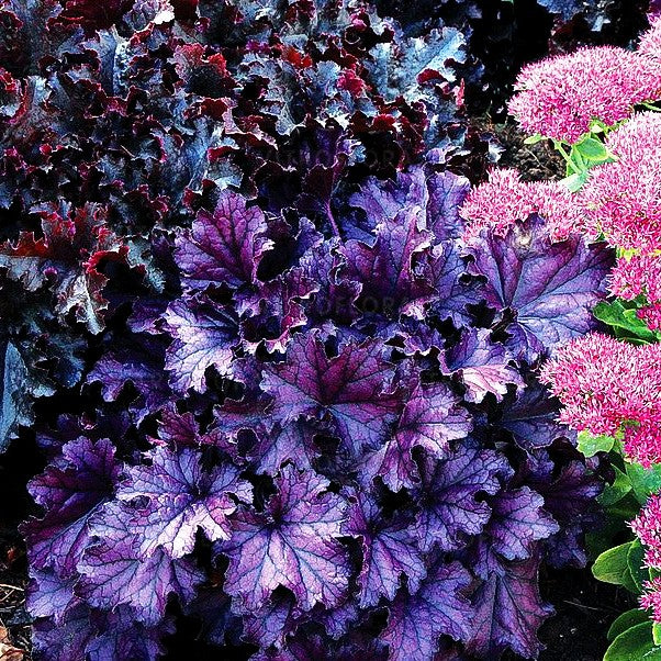 Purpurglöckchen 'Forever Purple' (Heuchera x cult.)