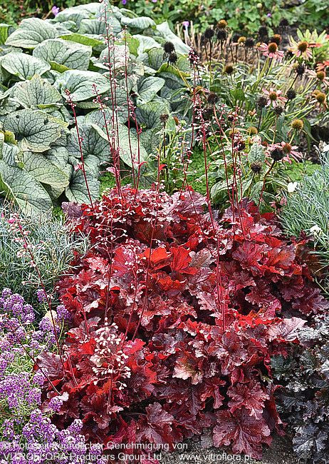 Purpurglöckchen 'Forever Red' (Heuchera villosa)