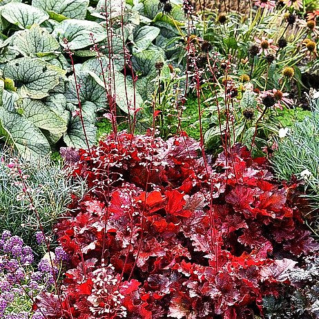Purpurglöckchen 'Forever Red' (Heuchera villosa)