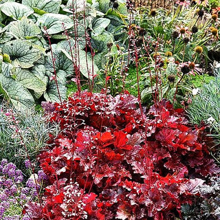 Purpurglöckchen 'Forever Red' (Heuchera villosa)