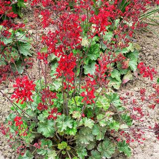 Purpurglöckchen 'Leuchtkäfer' (Heuchera sanguinea)