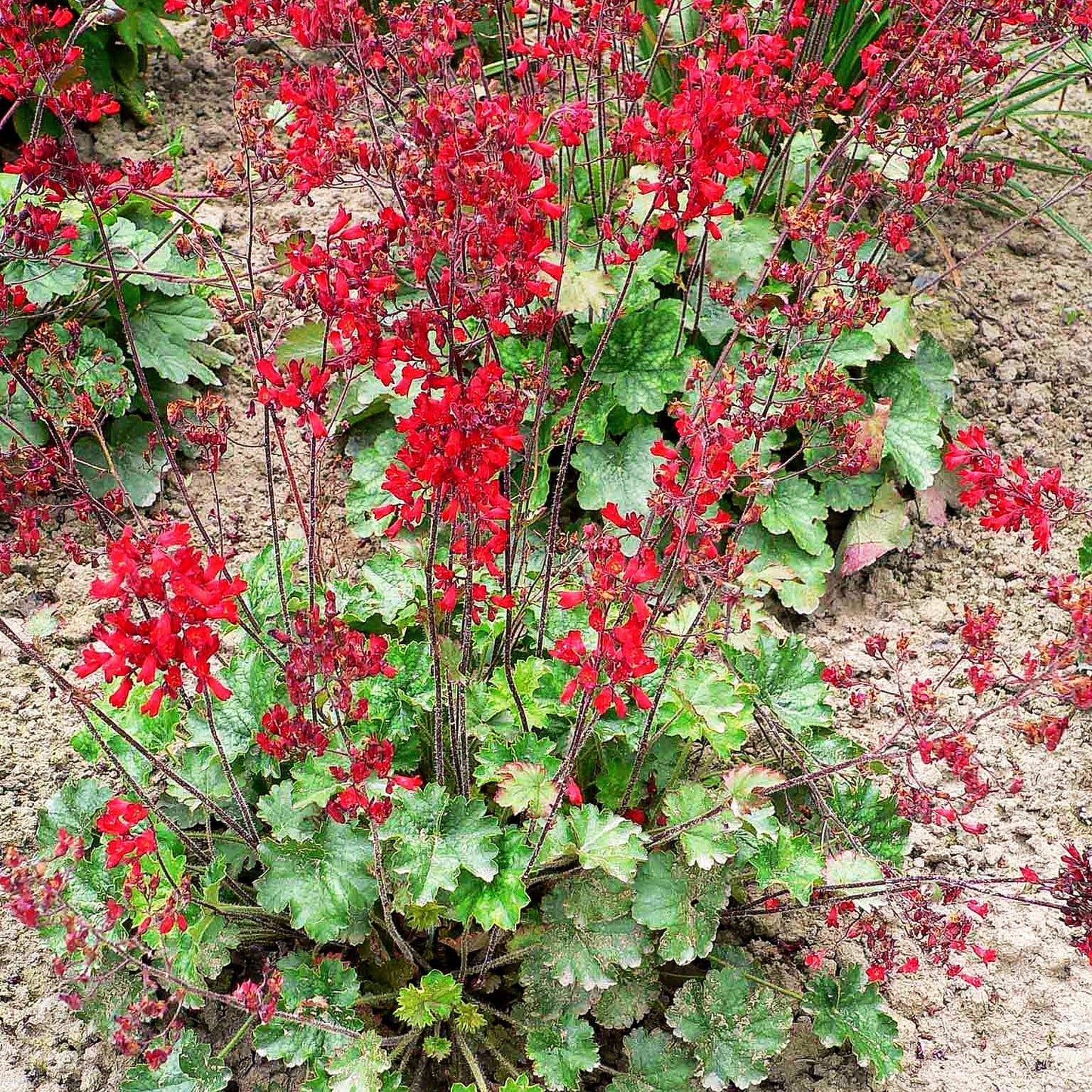 Purpurglöckchen 'Leuchtkäfer' (Heuchera sanguinea)