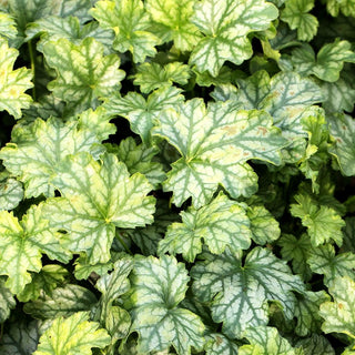 Purpurglöckchen 'Paris' (Heuchera x cult.)