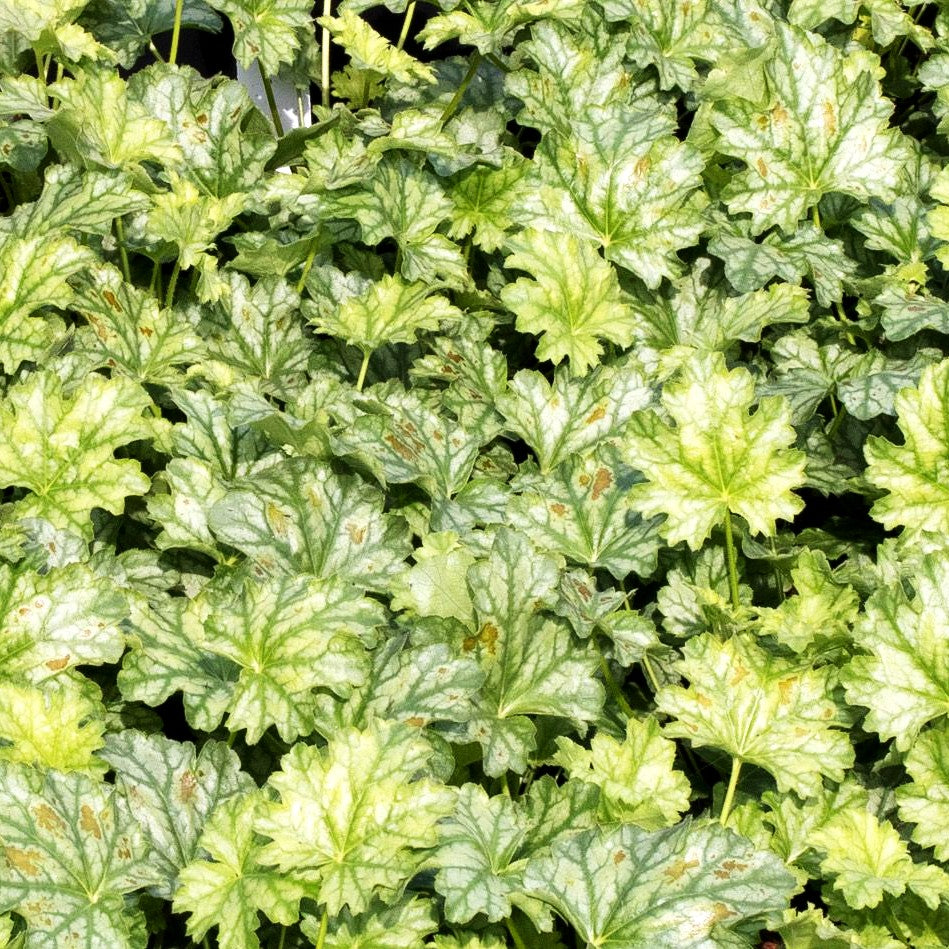 Purpurglöckchen 'Paris' (Heuchera x cult.)