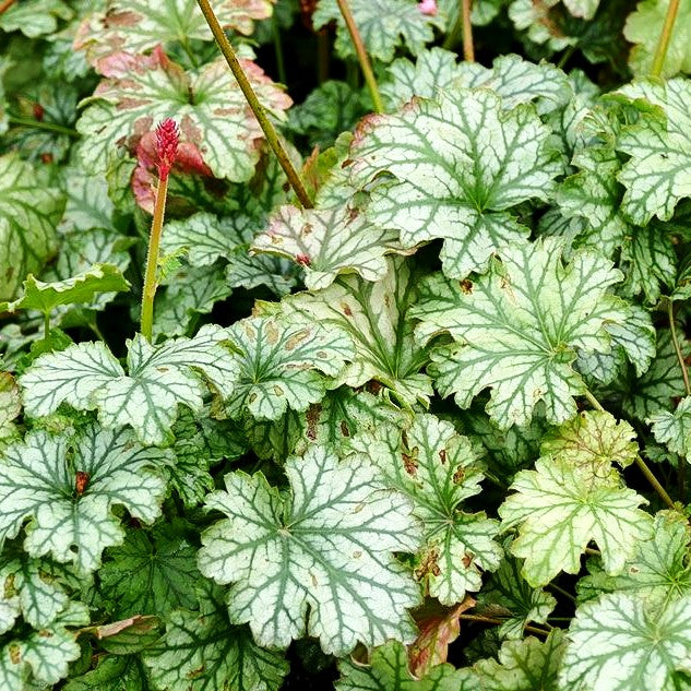 Purpurglöckchen 'Paris' (Heuchera x cult.)