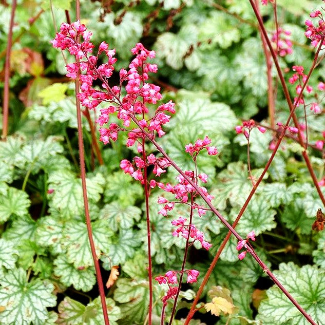 Purpurglöckchen 'Paris' (Heuchera x cult.)