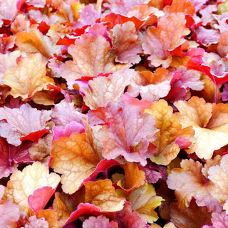 Purpurglöckchen 'Rio' (Heuchera x cult.)