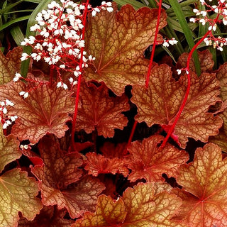 Purpurglöckchen 'Rio' (Heuchera x cult.)