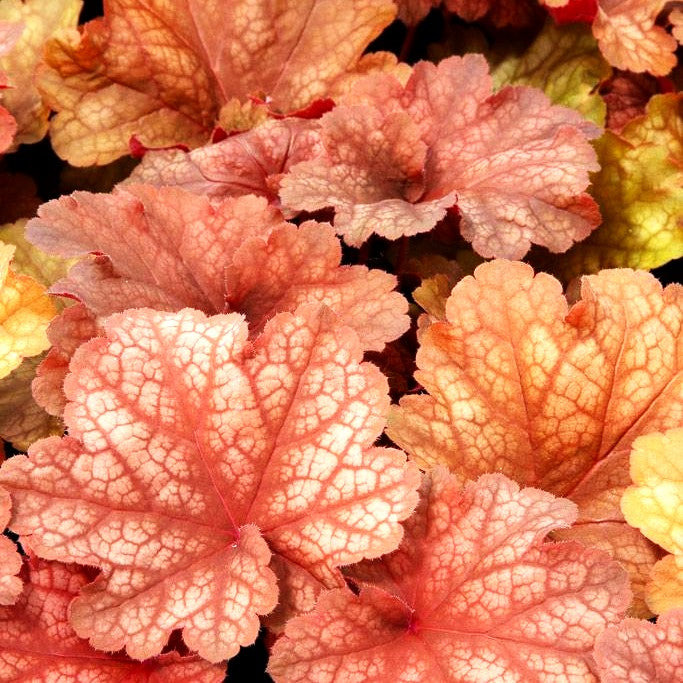 Purpurglöckchen 'Rio' (Heuchera x cult.)