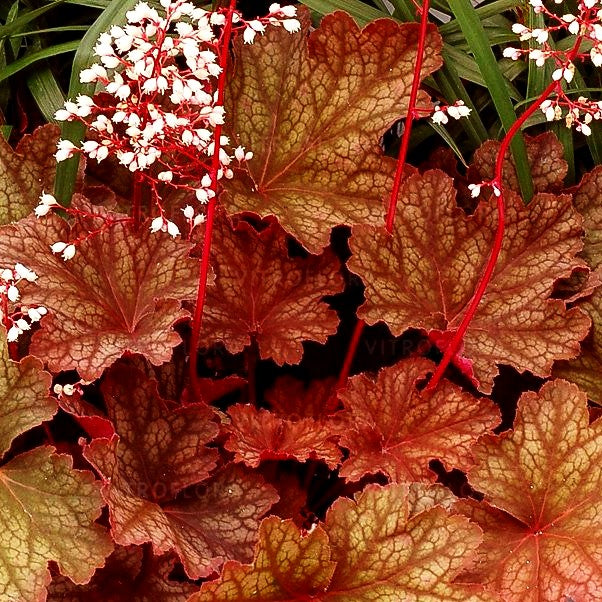Purpurglöckchen 'Rio' (Heuchera x cult.)