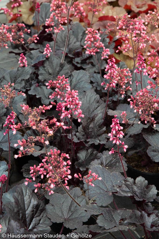Purpurglöckchen 'Timeless Night' (Heuchera x cult.)