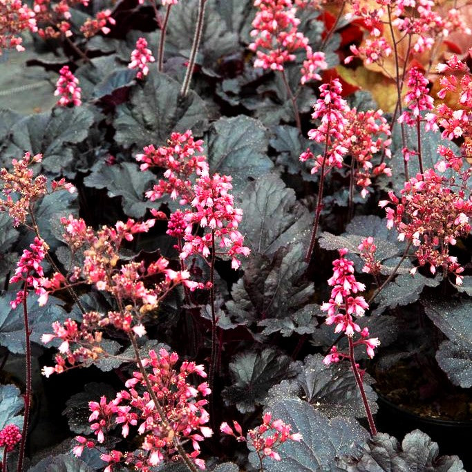 Purpurglöckchen 'Timeless Night' (Heuchera x cult.)