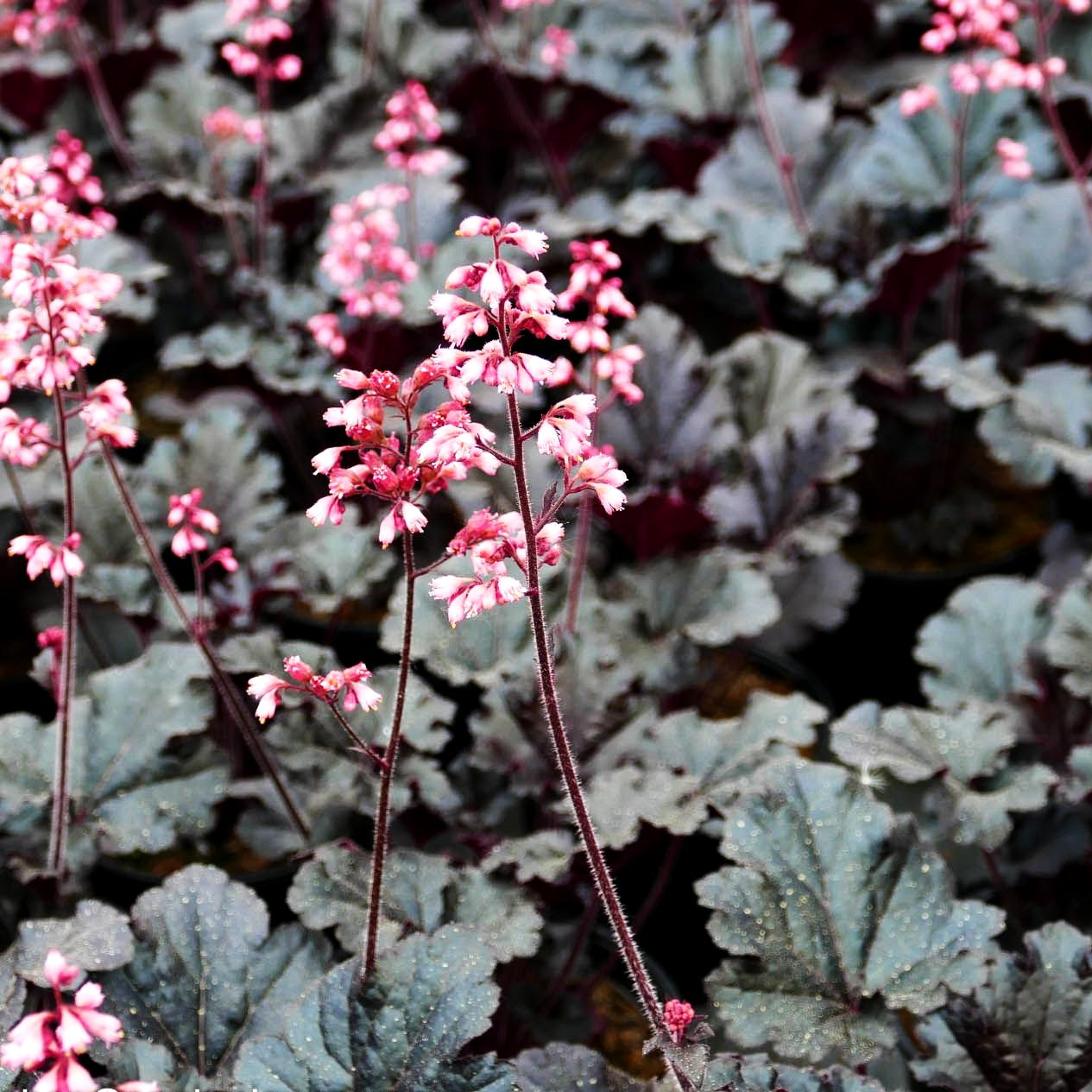 Purpurglöckchen 'Timeless Night' (Heuchera x cult.)