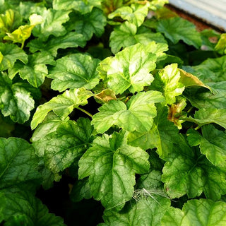 Purpurglöckchen 'Tokyo' (Heuchera x cult.)