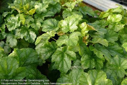 Purpurglöckchen 'Tokyo' (Heuchera x cult.)