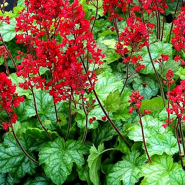 Purpurglöckchen 'Tokyo' (Heuchera x cult.)