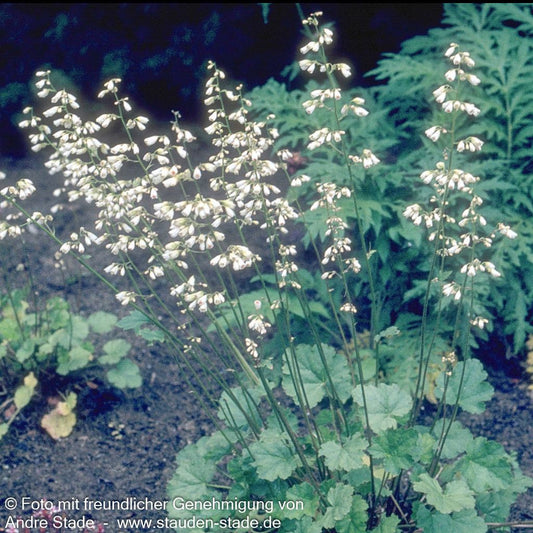 Purpurglöckchen 'White Cloud' (Heuchera sanguinea)