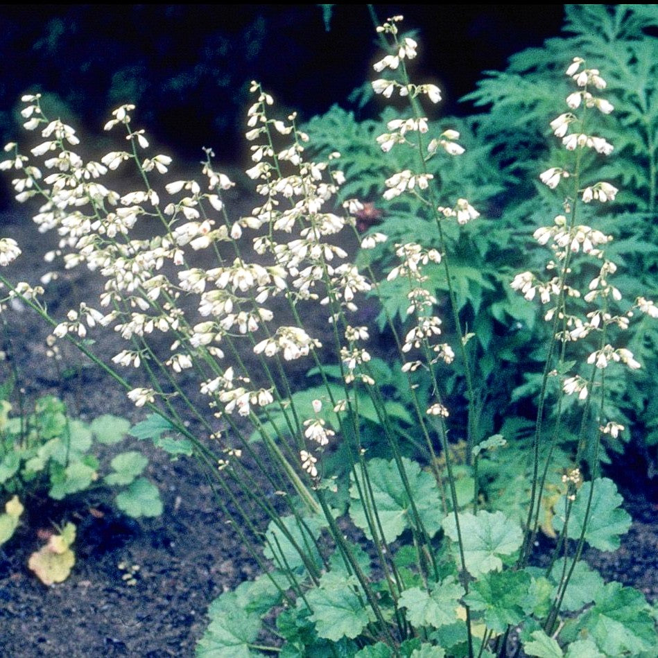 Purpurglöckchen 'White Cloud' (Heuchera sanguinea)