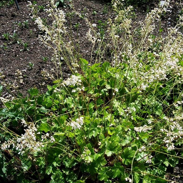 Purpurglöckchen 'White Cloud' (Heuchera sanguinea)