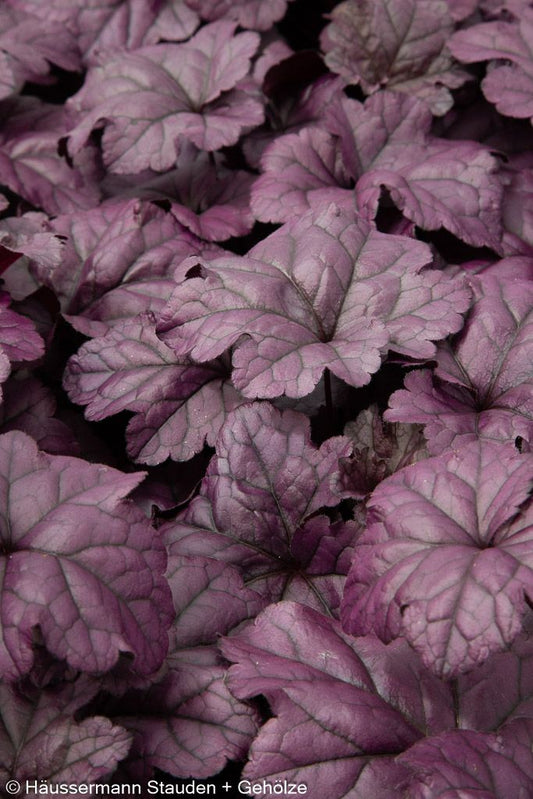 Purpurglöckchen 'Wildberry' (Heuchera x cult.)
