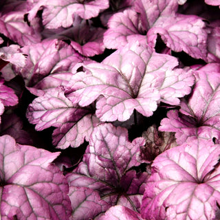 Purpurglöckchen 'Wildberry' (Heuchera x cult.)
