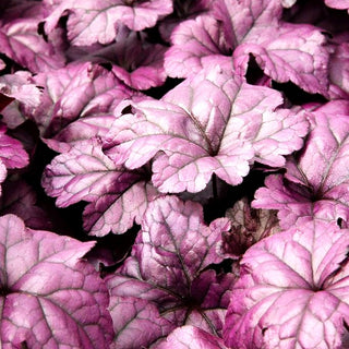 Purpurglöckchen 'Wildberry' (Heuchera x cult.)