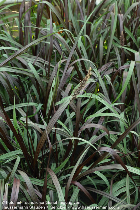 Purpurrotes Elefantengras 'Vertigo' (Pennisetum purpureum)