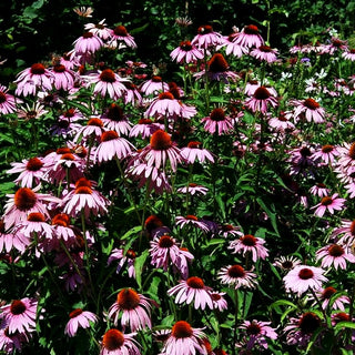 Purpursonnenhut (Echinacea purpurea)