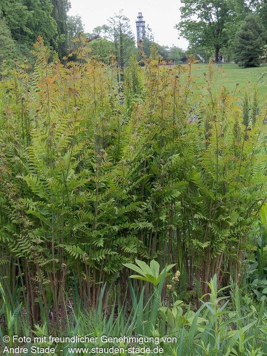 Purpurstängeliger Königsfarn 'Purpurascens' (Osmunda regalis)