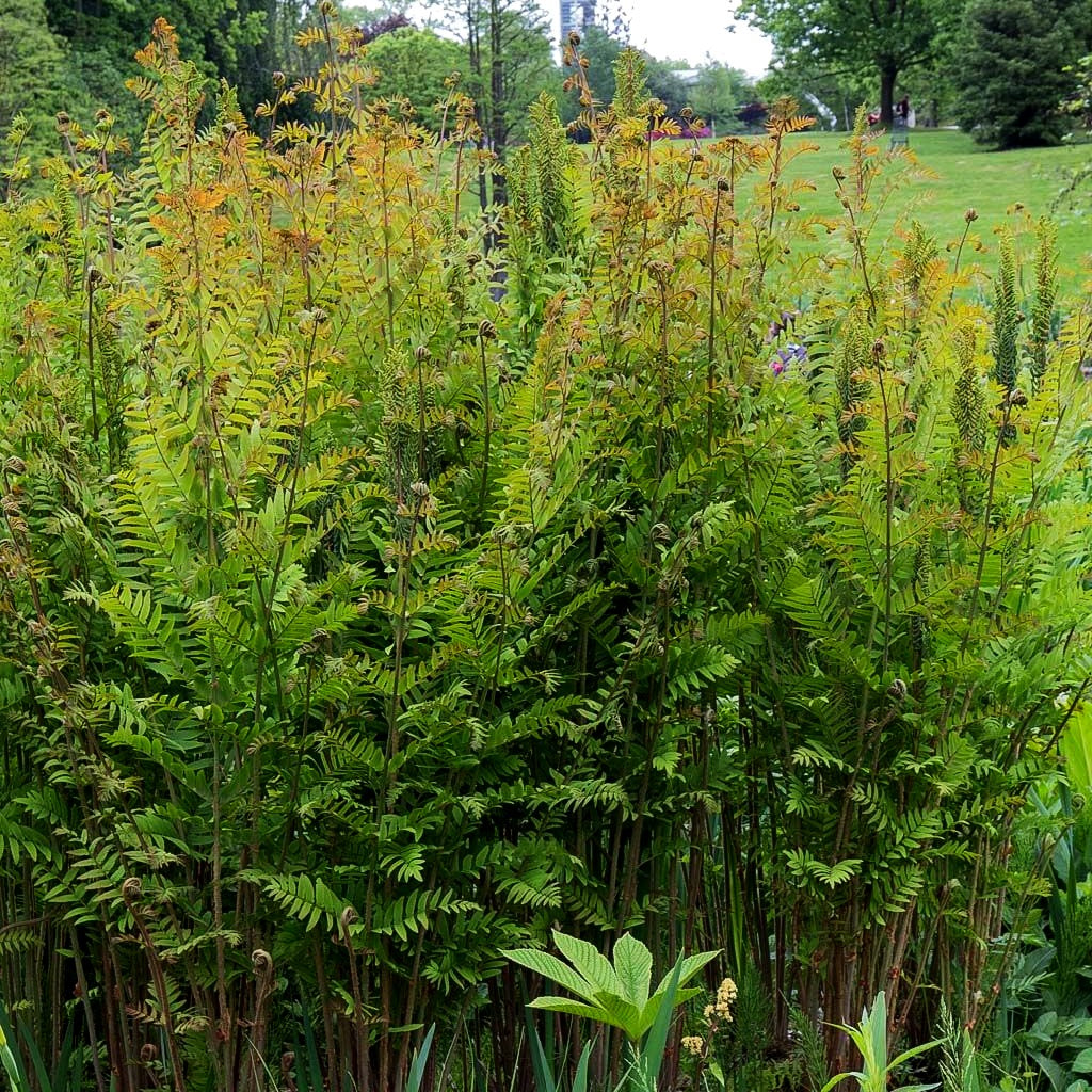 Purpurstängeliger Königsfarn 'Purpurascens' (Osmunda regalis)
