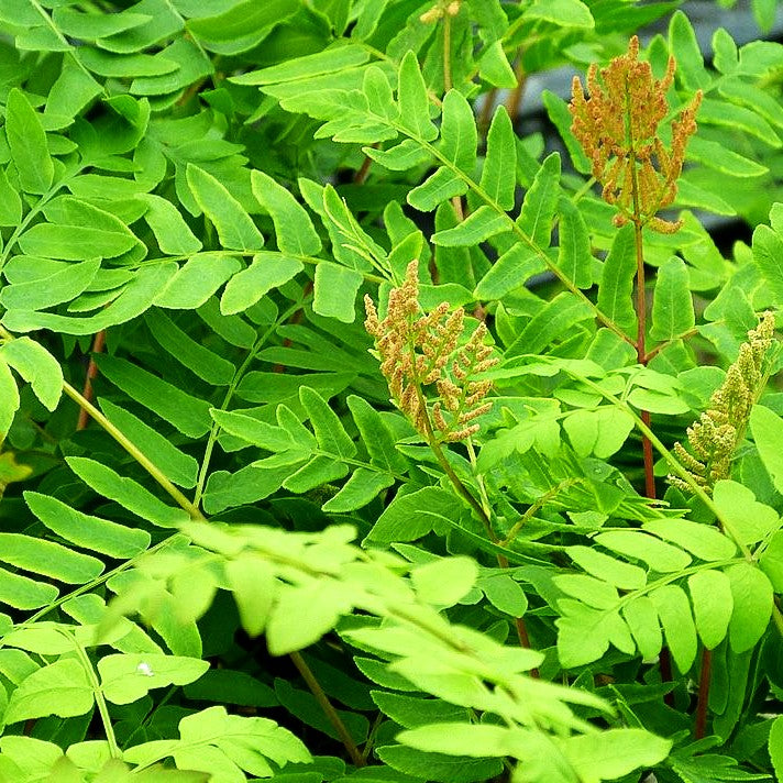 Purpurstängeliger Königsfarn 'Purpurascens' (Osmunda regalis)