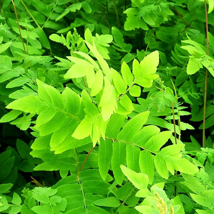 Purpurstängeliger Königsfarn 'Purpurascens' (Osmunda regalis)
