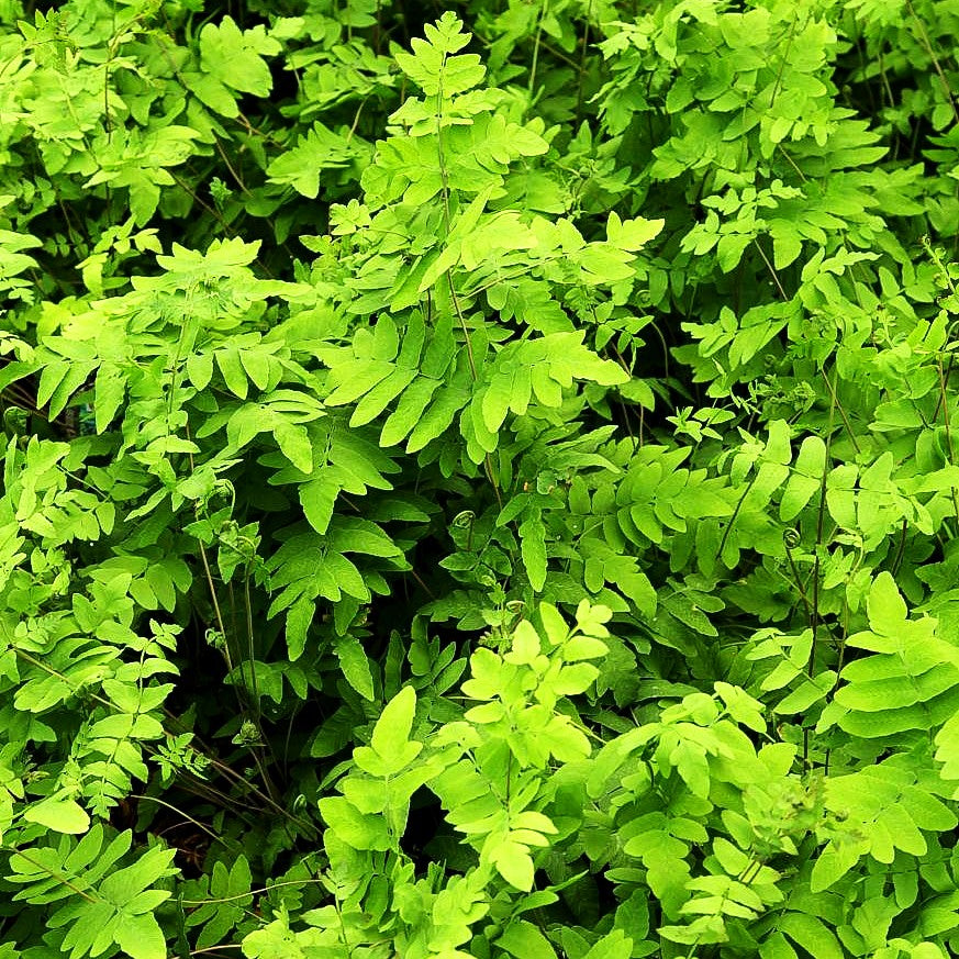 Purpurstängeliger Königsfarn 'Purpurascens' (Osmunda regalis)