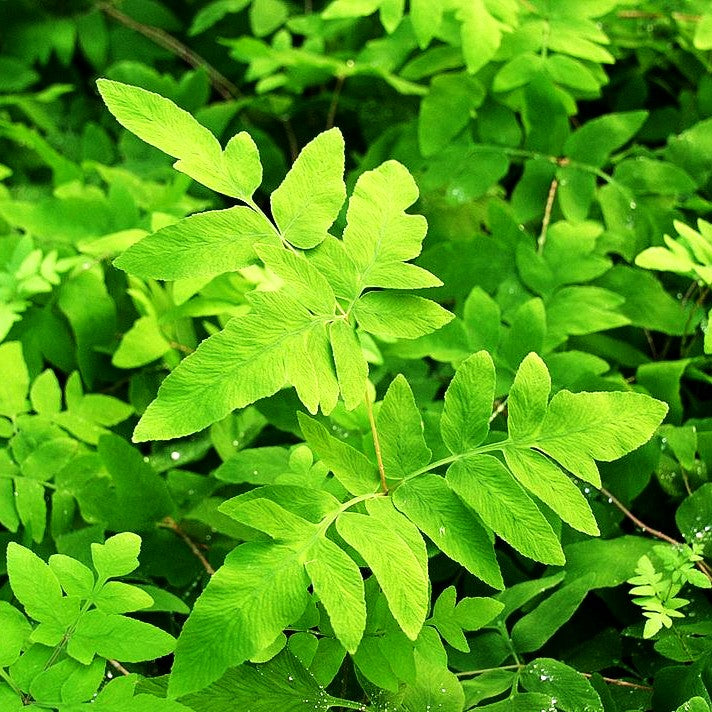 Purpurstängeliger Königsfarn 'Purpurascens' (Osmunda regalis)