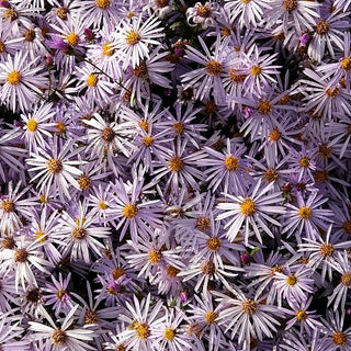 Pyrenäen-Aster 'Lutetia' (Aster pyrenaeus)