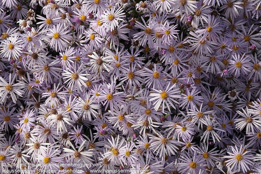 Pyrenäen-Aster 'Lutetia' (Aster pyrenaeus)