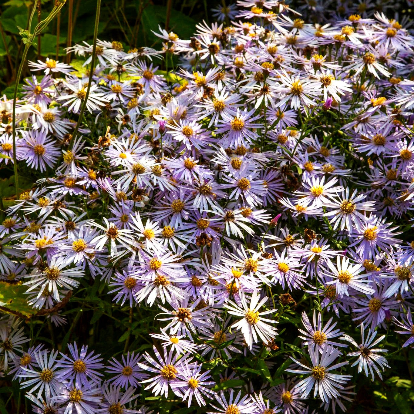 Pyrenäen-Aster 'Lutetia' (Aster pyrenaeus)