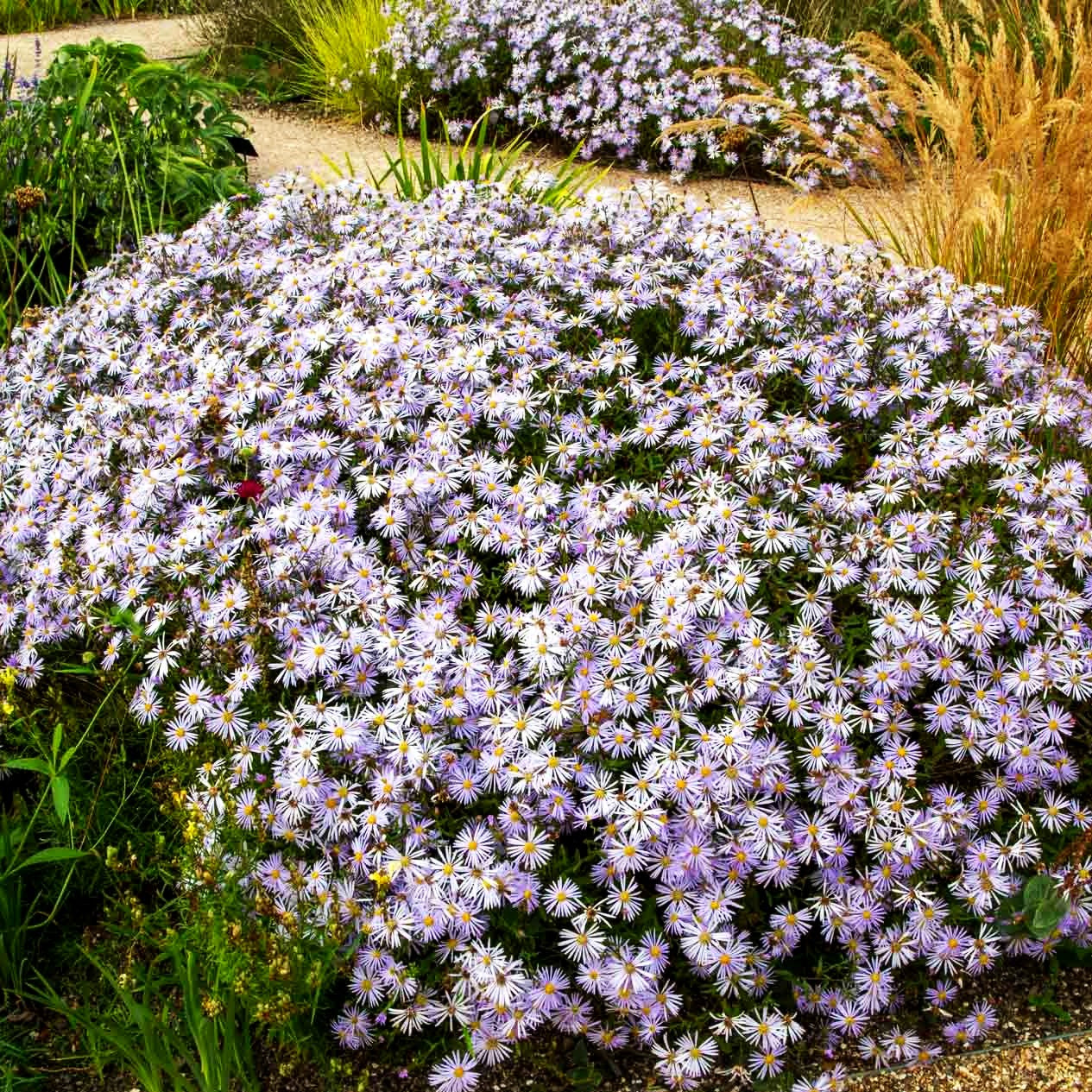 Pyrenäen-Aster 'Lutetia' (Aster pyrenaeus)