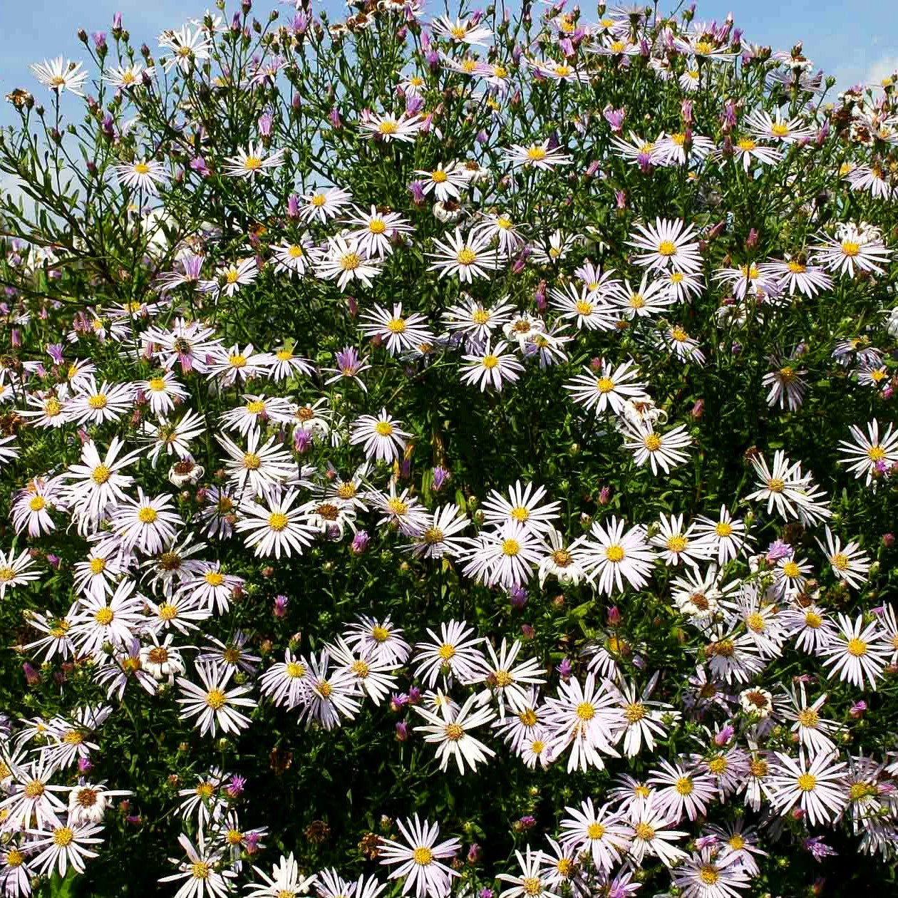 Pyrenäen-Aster 'Lutetia' (Aster pyrenaeus)