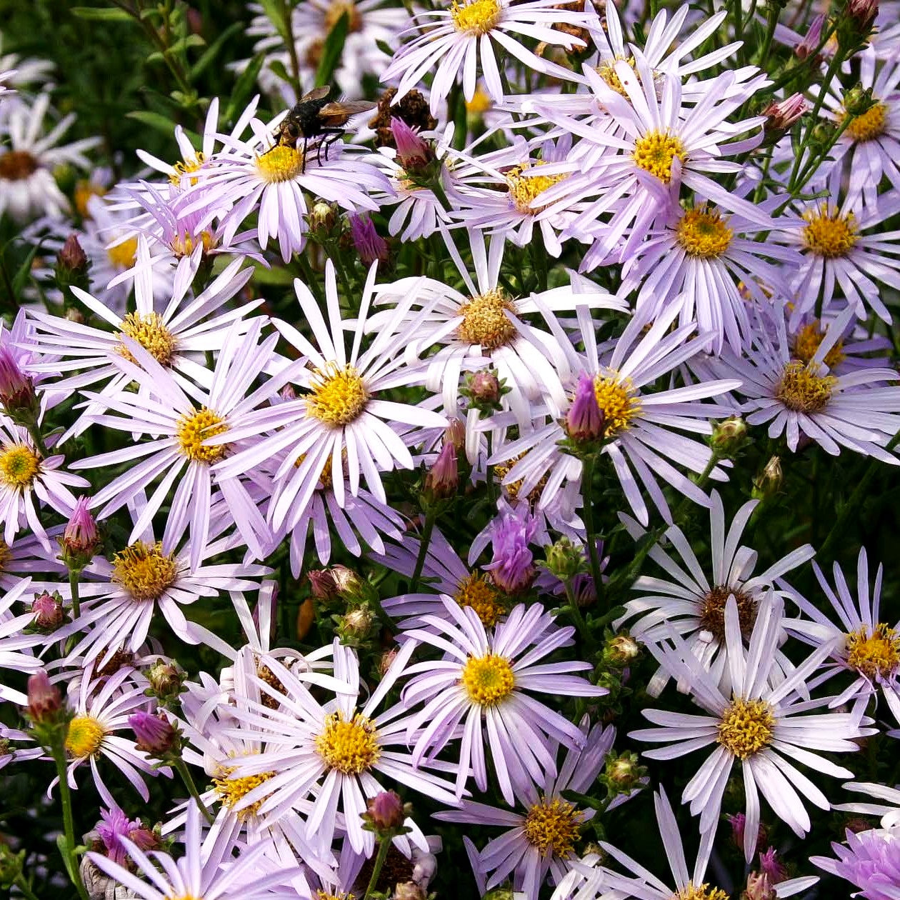 Pyrenäen-Aster 'Lutetia' (Aster pyrenaeus)