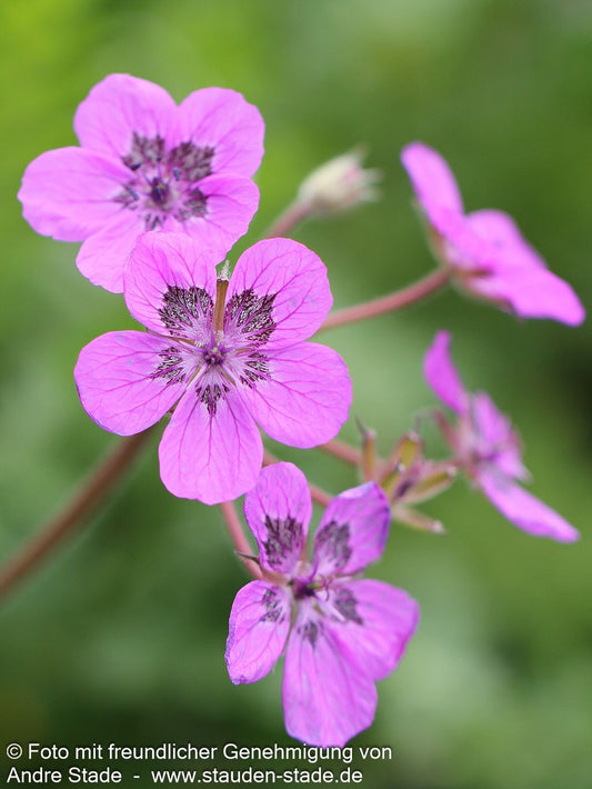 Pyrenäen-Reiherschnabel (Erodium manescavii)