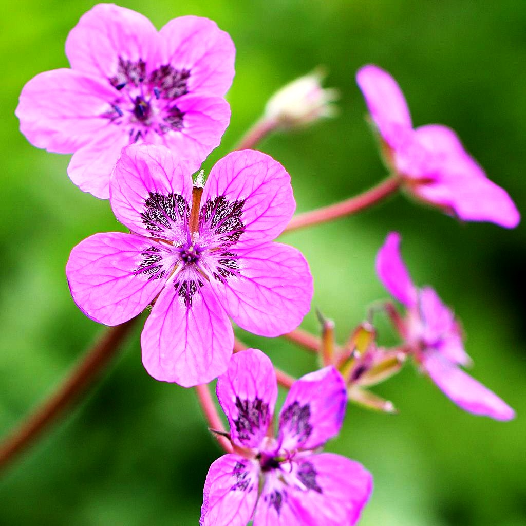 Pyrenäen-Reiherschnabel (Erodium manescavii)
