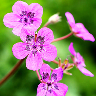 Pyrenäen-Reiherschnabel (Erodium manescavii)