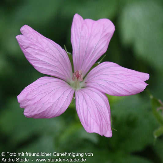 Pyrenäen-Storchschnabel (Geranium endressii)