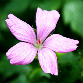 Pyrenäen-Storchschnabel (Geranium endressii)