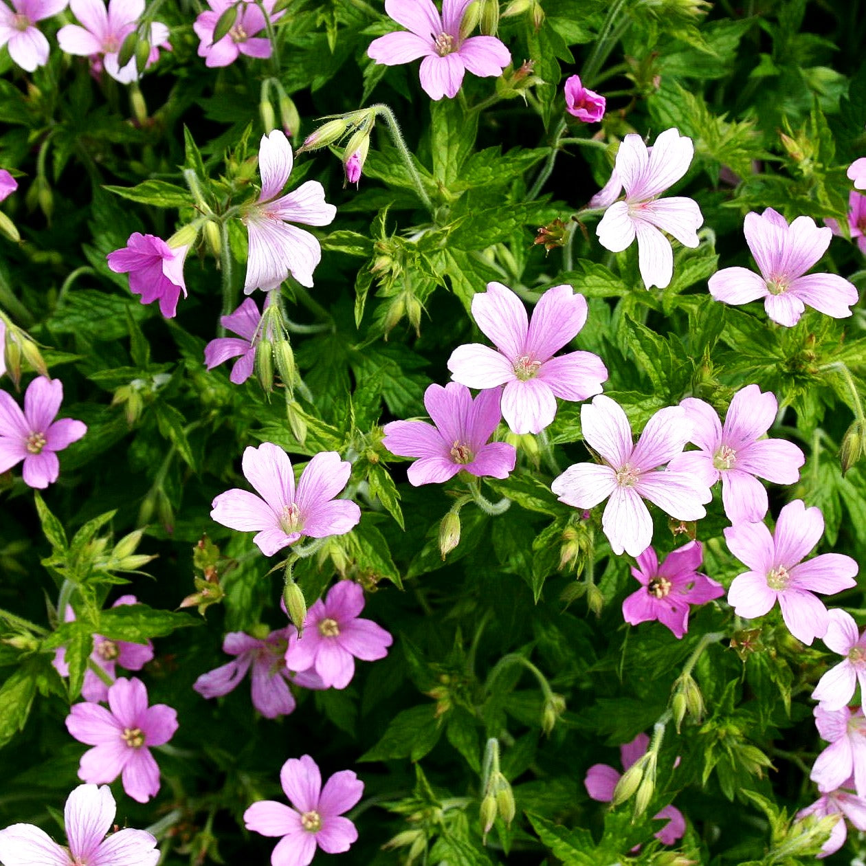 Pyrenäen-Storchschnabel (Geranium endressii)