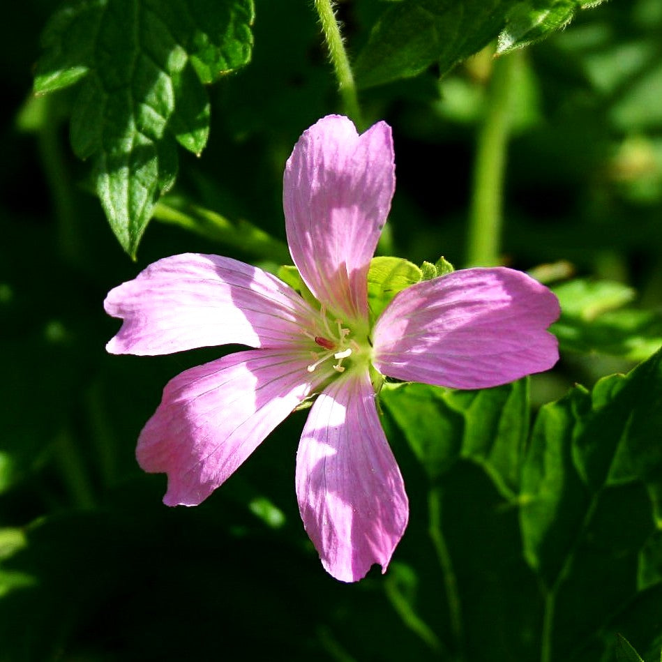 Pyrenäen-Storchschnabel (Geranium endressii)