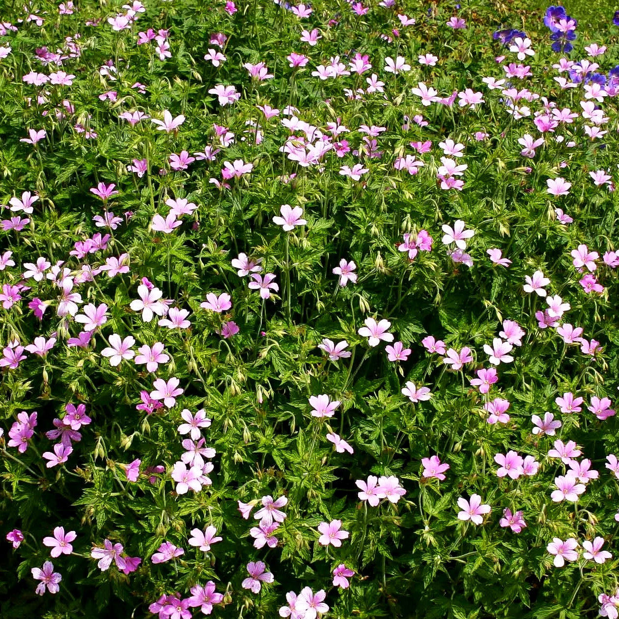 Pyrenäen-Storchschnabel (Geranium endressii)